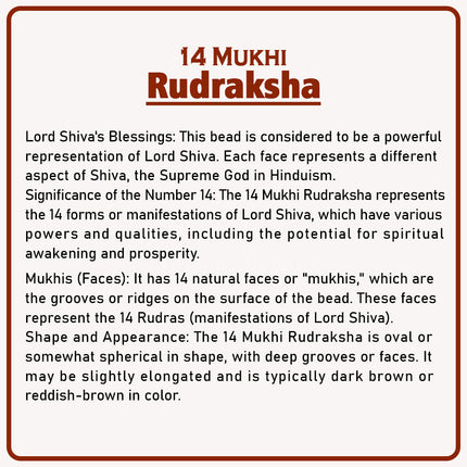 Original 14 Mukhi Rudraksha Bead | Rare Maha Shani Rudraksha for Confidence, Health & Spiritual Power