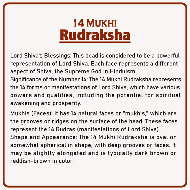 Original 14 Mukhi Rudraksha Bead | Rare Maha Shani Rudraksha for Confidence, Health & Spiritual Power