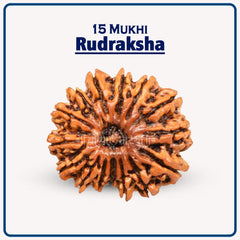 Collection image for: Nepal Rudraksha Beads