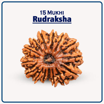 15 Mukhi Rudraksha – Sacred Bead of Lord Pashupatinath for Love, Healing, and Spiritual Growth | Original Natural Rudraksha from Nepal