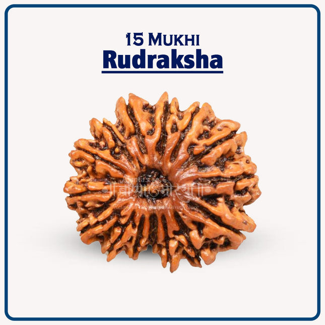 15 Mukhi Rudraksha – Sacred Bead of Lord Pashupatinath for Love, Healing, and Spiritual Growth | Original Natural Rudraksha from Nepal