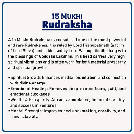 15 Mukhi Rudraksha – Sacred Bead of Lord Pashupatinath for Love, Healing, and Spiritual Growth | Original Natural Rudraksha from Nepal