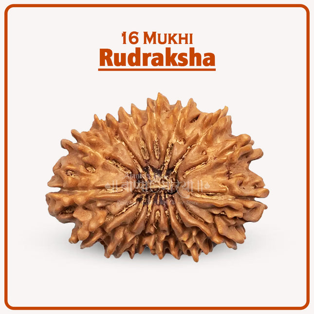 16 Mukhi Rudraksha Original16 Face Rudrakshaa Sixteen Mukhi Rudraksha Jai Rudraksha of Lord Mahamrityunjaya for Protection, Courage & Fearlessness