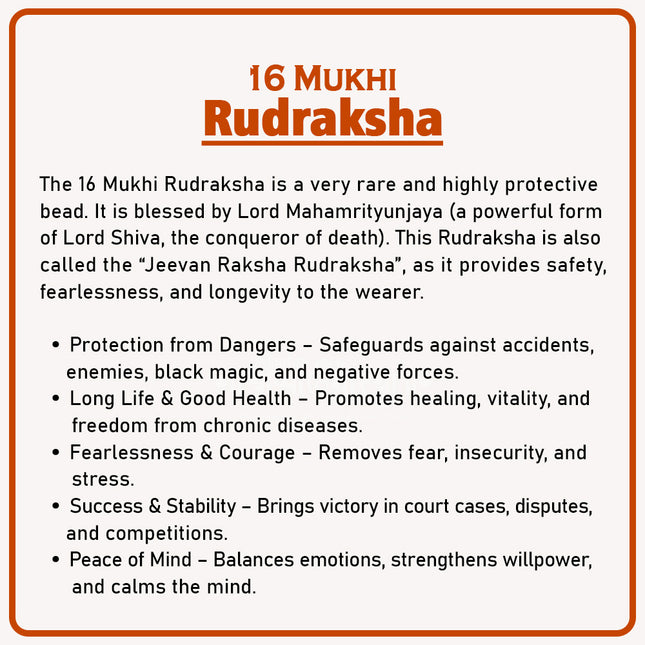 16 Mukhi Rudraksha Original16 Face Rudrakshaa Sixteen Mukhi Rudraksha Jai Rudraksha of Lord Mahamrityunjaya for Protection, Courage & Fearlessness