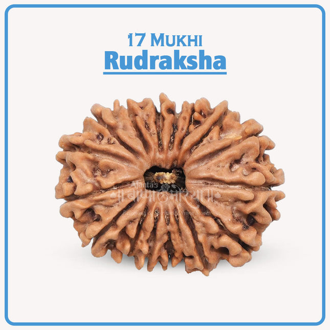 17 Mukhi Rudraksha – Divine Bead of Lord Vishvakarma & Goddess Katyayani for Prosperity, Success & Fulfillment | Genuine Natural Rudraksha for Courage, Wisdom & Protection