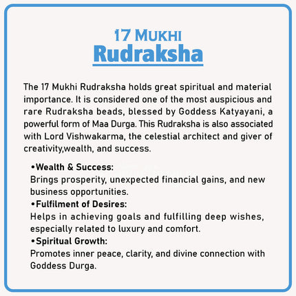 17 Mukhi Rudraksha – Divine Bead of Lord Vishvakarma & Goddess Katyayani for Prosperity, Success & Fulfillment | Genuine Natural Rudraksha for Courage, Wisdom & Protection