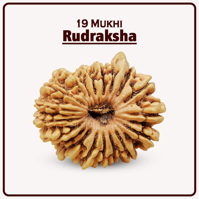 19 Mukhi Rudraksha – Rare & Powerful Bead of Lord Vishnu for Wealth, Success, Fulfilment & Protection | Genuine Natural Rudraksha for Spiritual Growth & Divine Grace