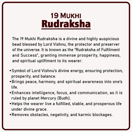 19 Mukhi Rudraksha – Rare & Powerful Bead of Lord Vishnu for Wealth, Success, Fulfilment & Protection | Genuine Natural Rudraksha for Spiritual Growth & Divine Grace