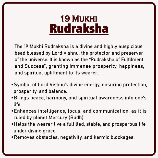 19 Mukhi Rudraksha – Rare & Powerful Bead of Lord Vishnu for Wealth, Success, Fulfilment & Protection | Genuine Natural Rudraksha for Spiritual Growth & Divine Grace