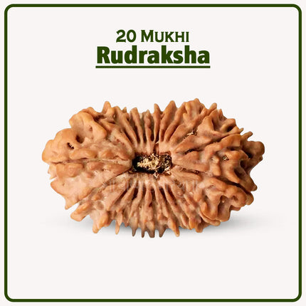 20 Mukhi Rudraksha – Rare Divine Bead of Lord Brahma for Supreme Knowledge, Protection & Spiritual Enlightenment | Genuine Natural Rudraksha for Wisdom, Success & Growth