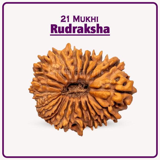 21 Mukhi Rudraksha – Authentic Kaalbhairav Bead for Protection, Courage & Spiritual Growth | Natural Nepalese Rudraksha Mala