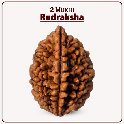 Two Mukhi Kaju Rudraksha Original 2 Mukhi Rudraksh/Natural 2 faced Rudraksha (Brown)