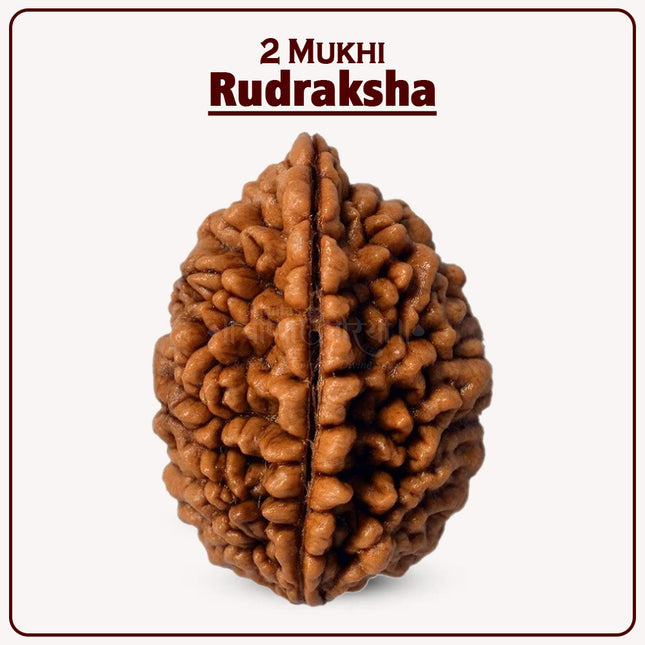 Two Mukhi Kaju Rudraksha Original 2 Mukhi Rudraksh/Natural 2 faced Rudraksha (Brown)