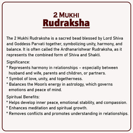 Two Mukhi Kaju Rudraksha Original 2 Mukhi Rudraksh/Natural 2 faced Rudraksha (Brown)