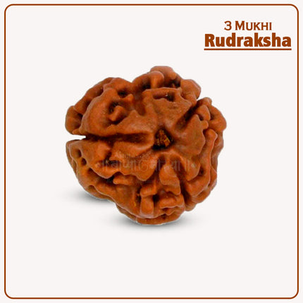 ३ मुखी रुद्राक्ष माळा मणी | आरोग्य, एकाग्रता आणि सकारात्मक ऊर्जेसाठी पवित्र तीनमुखी रुद्राक्ष