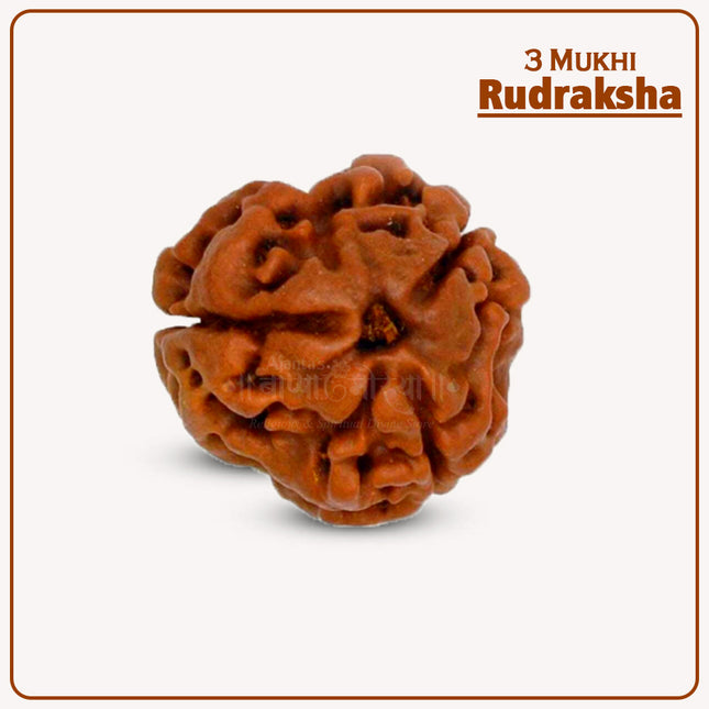 3 Mukhi Rudraksha (Nepal Origin) – Original Teen Mukhi Bead for Confidence, Positivity & Past Karma Healing
