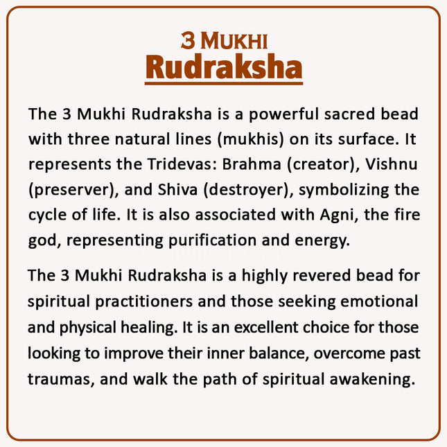 3 Mukhi Rudraksha (Nepal Origin) – Original Teen Mukhi Bead for Confidence, Positivity & Past Karma Healing