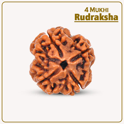 Natural 4 Mukhi Rudraksha Bead – Meditation, Knowledge & Spiritual Energy 4 Mukhi Rudraksha – Empower Your Mind, Creativity & Wisdom