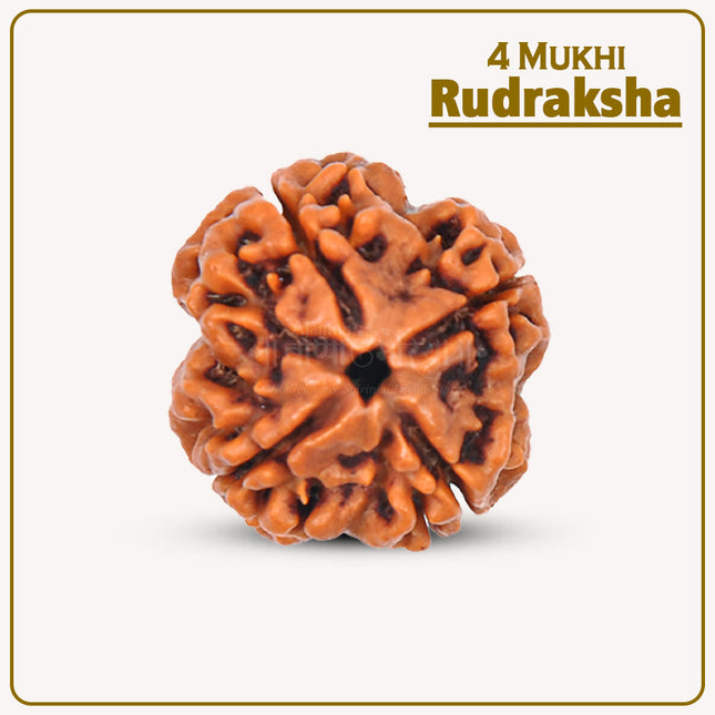 Natural 4 Mukhi Rudraksha Bead – Meditation, Knowledge & Spiritual Energy 4 Mukhi Rudraksha – Empower Your Mind, Creativity & Wisdom