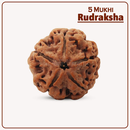 5 Mukhi Rudraksha – Blessed by Lord Shiva | Authentic 18-20mm Nepalese Rudraksha for Health, Protection & Spiritual Growth | Meditation & Positive Energy Bead
