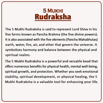5 Mukhi Rudraksha – Blessed by Lord Shiva | Authentic 18-20mm Nepalese Rudraksha for Health, Protection & Spiritual Growth | Meditation & Positive Energy Bead