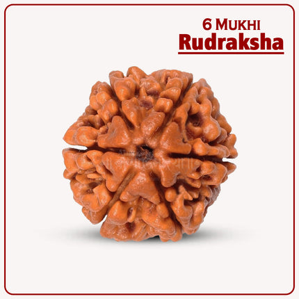 6 Mukhi Rudraksha – Blessed by Lord Kartikeya | Authentic 18-20mm Rudraksha for Courage, Leadership & Positive Energy | Meditation & Spiritual Growth Bead