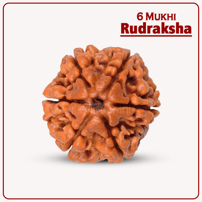 6 Mukhi Rudraksha – Blessed by Lord Kartikeya | Authentic 18-20mm Rudraksha for Courage, Leadership & Positive Energy | Meditation & Spiritual Growth Bead