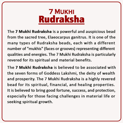 7 Mukhi Rudraksha – Blessed by Goddess Mahalakshmi | Authentic 18-20mm Nepalese Rudraksha for Wealth, Prosperity & Good Fortune | Spiritual Bead for Success & Positive Energy