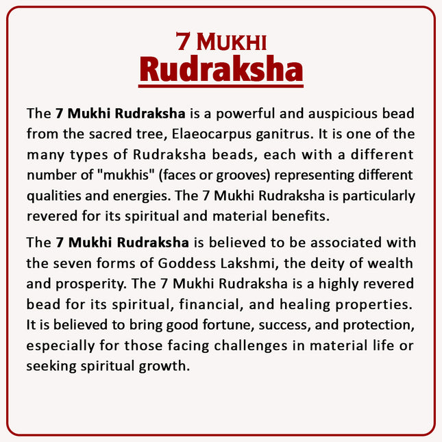7 Mukhi Rudraksha – Blessed by Goddess Mahalakshmi | Authentic 18-20mm Nepalese Rudraksha for Wealth, Prosperity & Good Fortune | Spiritual Bead for Success & Positive Energy