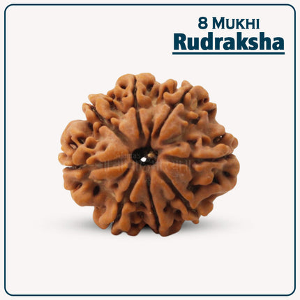 Eight (8) Mukhi Rudraskha | Natural Eight Face Rudraksha for Spiritual Growth, Success & Healing – Energized Rudraksha Bead