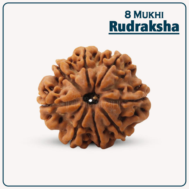 Eight (8) Mukhi Rudraskha | Natural Eight Face Rudraksha for Spiritual Growth, Success & Healing – Energized Rudraksha Bead