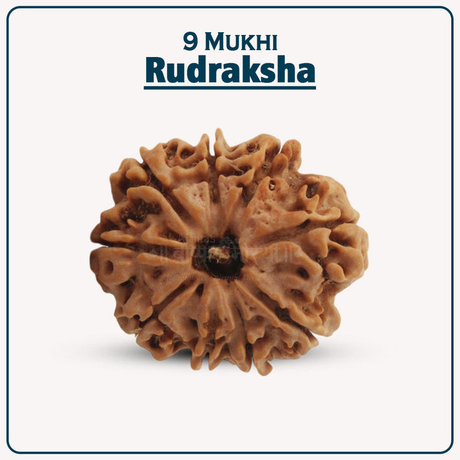 Natural 9 Mukhi Rudraksha Bead | Energized Nine Face Rudraksha for Spiritual Protection, Success & Healing – Symbol of Goddess Durga