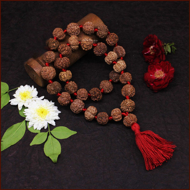 7 Mukhi Rudraksh Siddha Kantha Mala Saat Mukhi Rudraksha Kantha (32+1 Beads) Sapta Sade Sati Shani Dosha Nivaran | Lakshmi Blessings | Original Saat Mukhi Rudraksha Mala