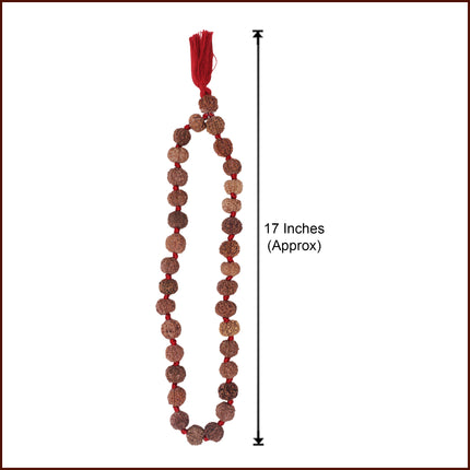 7 Mukhi Rudraksh Siddha Kantha Mala Saat Mukhi Rudraksha Kantha (32+1 Beads) Sapta Sade Sati Shani Dosha Nivaran | Lakshmi Blessings | Original Saat Mukhi Rudraksha Mala