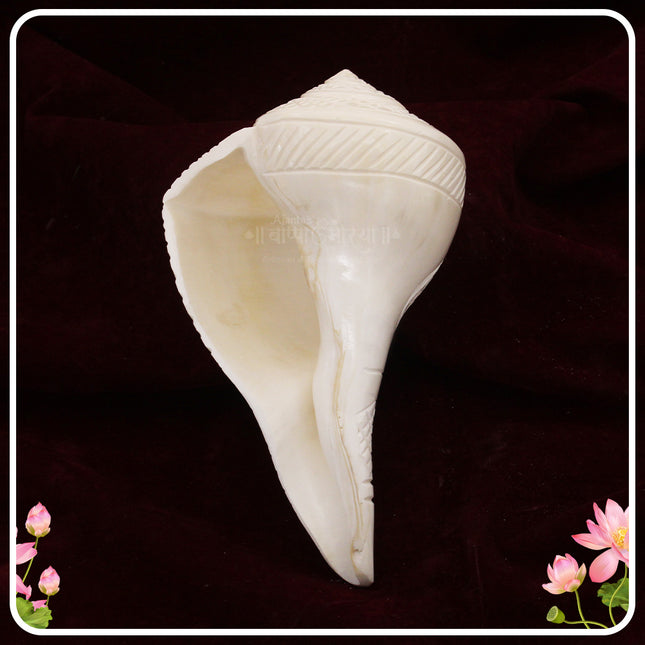 Om Shree Laxmi Devi Right Hand Shankh | Right Hand Shankh for Abhishek & Daily Puja | Auspicious Conch for Home Temple