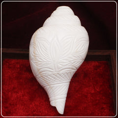 Collection image for: Blowing Shankh
