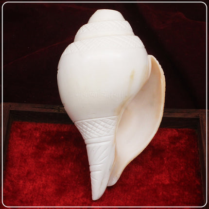 Exclusive Bajne Wala Shankh with Shree Lakshmi Kamal Design | Big Premium Sacred Conch for Puja & Temple Worship