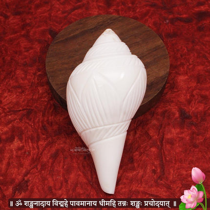 शुभ उजवा शंख – धन, सकारात्मकता आणि वैदिक पूजेसाठी दुर्मिळ दक्षिणावर्ती अभिषेक शंख