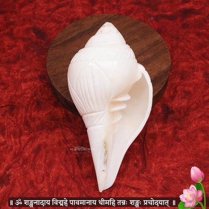 शुभ उजवा शंख – धन, सकारात्मकता आणि वैदिक पूजेसाठी दुर्मिळ दक्षिणावर्ती अभिषेक शंख