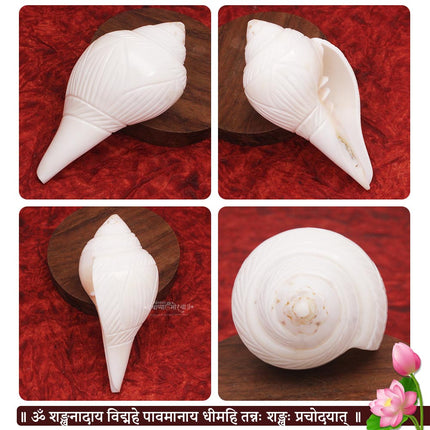 शुभ उजवा शंख – धन, सकारात्मकता आणि वैदिक पूजेसाठी दुर्मिळ दक्षिणावर्ती अभिषेक शंख