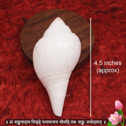 शुभ उजवा शंख – धन, सकारात्मकता आणि वैदिक पूजेसाठी दुर्मिळ दक्षिणावर्ती अभिषेक शंख
