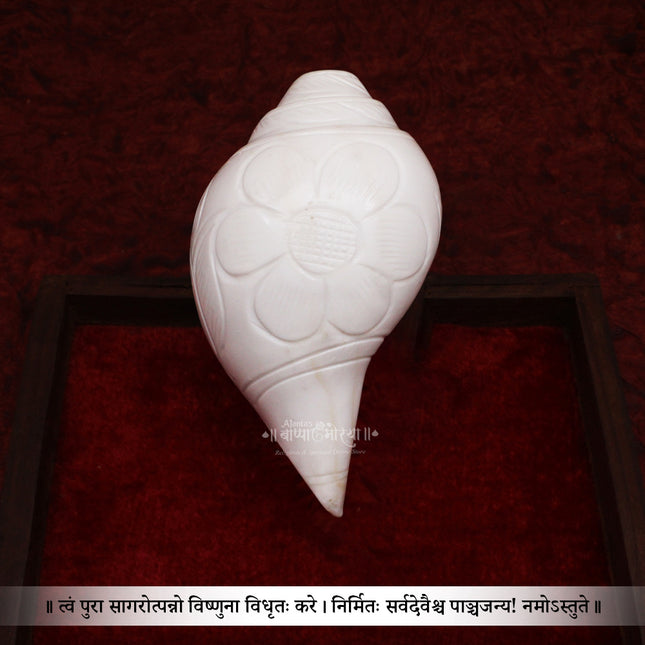 निवडक नैसर्गिक वाजवणारे शंख - पारंपारिक वाजवणारे शंख, पारंपारिक हिंदू वाजवणारे शंख | पूजा, आरती आणि उपासनेसाठी नैसर्गिक शंख