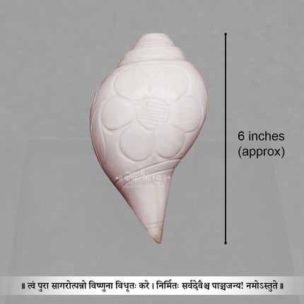 निवडक नैसर्गिक वाजवणारे शंख - पारंपारिक वाजवणारे शंख, पारंपारिक हिंदू वाजवणारे शंख | पूजा, आरती आणि उपासनेसाठी नैसर्गिक शंख
