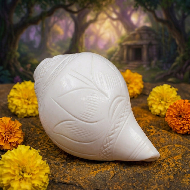 नैसर्गिक वामावर्ती बजने शंख | हिंदू पूजा, आरती, विष्णू आणि लक्ष्मी पूजेसाठी डावीकडील शंख